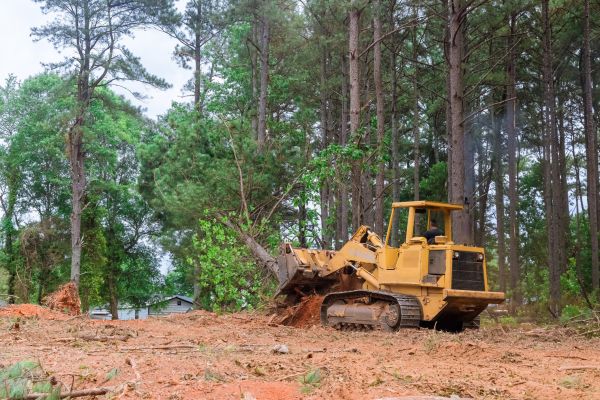 Forestry Clearing in Cheyenne