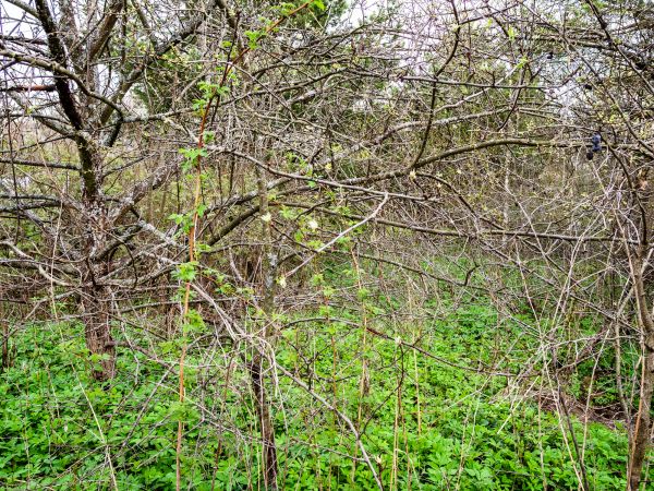 Underbrush Clearing in Cheyenne
