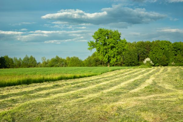 Vegetation Removal in Cheyenne