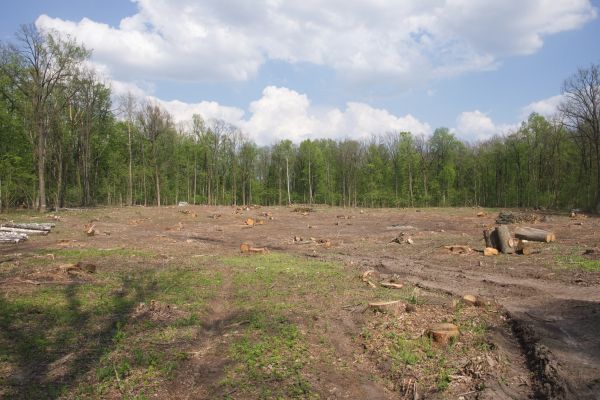 Pasture Clearing in Cheyenne