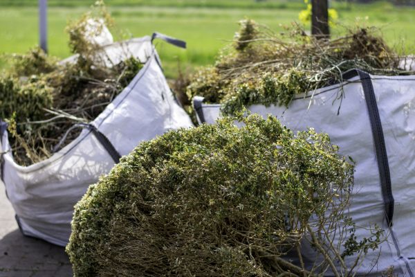 Bushes Clearing in Cheyenne